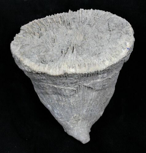 Fossil Horn Coral (Placosmilia) - Cretaceous #25600